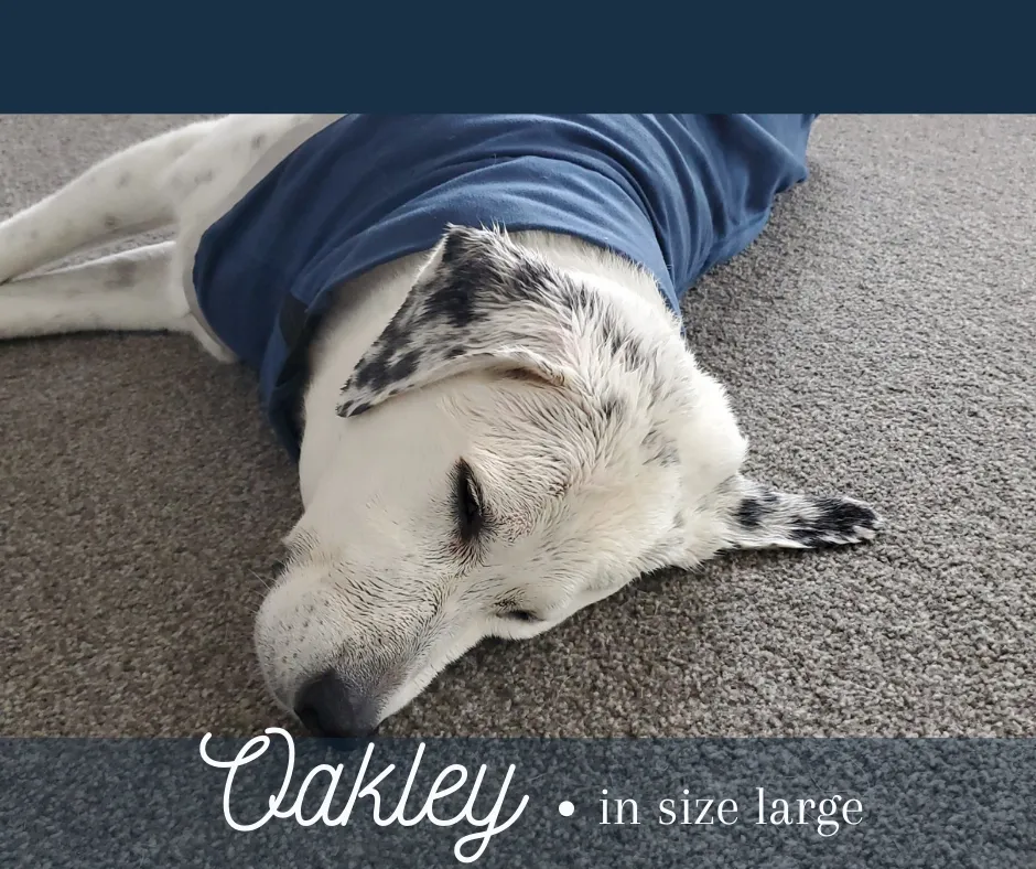 Rambo Dog Dry Rug